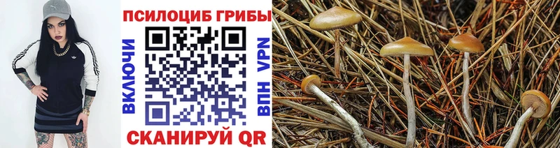 Галлюциногенные грибы прущие грибы купить закладку Сунжа